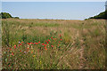 Wasteland near Bramford