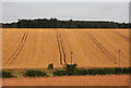 Fields at Westley Bottom