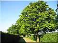 London Colney: Avenue of horse chestnut trees