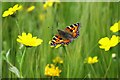 Tortoiseshell butterfly