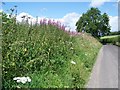 Rosebay Willow-herb near Maiden Bradley