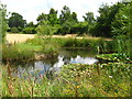 Lily Pond in Pullen Barn