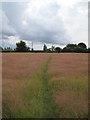 Footpath into Kingsley