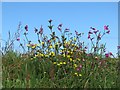 Wild flowers on Bosullow Common