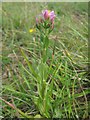 Common Centaury in disused Quarry near Charing