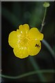 Greater Spearwort