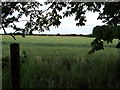 Wheat Field