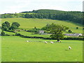 Sheep pasture at Tan-yr-allt