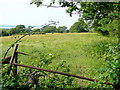 Grassland near Plas Maes-y-groes