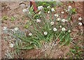 Pepperwort (Lepidium heterophyllum)