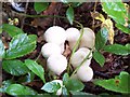 Fungi,Cobblershall plantation