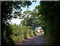 Lane at Nynehead