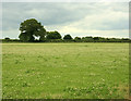 2009 : Pasture north of Yatton Keynell