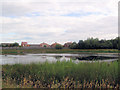 Pond near Village Hotel