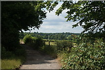 TQ1454 : Bridleway on Fetcham Downs by Peter Trimming