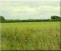 2009 : Pasture near Easton Piercy