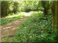 Bridleway South of High Ashurst