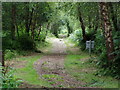 A pathway through Peatlands Park