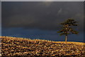 SJ6846 : Autumn pine by Jeremy Dutton