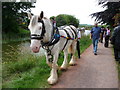 Tiverton : Grand Western Canal & Dandy the Barge Horse