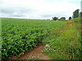 Potato crop near Ruxton