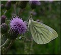 Green-veined White butterfly