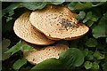 Bracket fungus