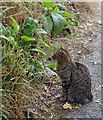 Attentive cat, Tisbury