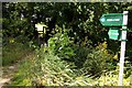 Footpath at Sutton Courtenay