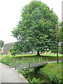 Tree and footbridge, Ross-on-Wye