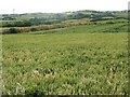 View westwards across farmland in the direction of Llannerch-y-medd