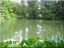 TQ5953 : Upper Pond, Fairlawne Gardens by David Anstiss