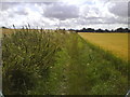 Grassy Track in a Field