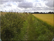 TL1616 : Grassy Track in a Field by Gary Fellows
