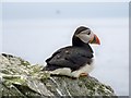 NS0100 : Puffin On Ailsa Craig by James T M Towill