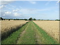 Fields Of Wheat