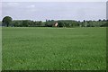 A field of short-stemmed oats west of Warwick