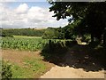 Maize field, Dartington