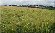 J5683 : Barley field, Orlock by Rossographer