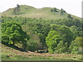 Trees and hills above Machynlleth