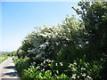 Thorns in blossom