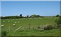 Sheep at Trysglwyn Farm