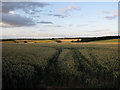 Tracks in the wheat