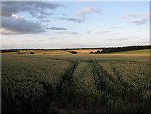 TL6057 : Tracks in the wheat by Hugh Venables