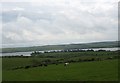 Cattle grazing near Llwyn-yr-arth