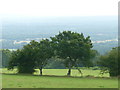 Trees at Anstiebury Farm, Coldharbour, Surrey