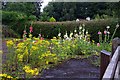 Hollyhocks in Cothill