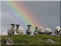 NG7056 : Rainbow sheep near Cuaig. by sylvia duckworth