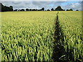 West Grafton: Footpath to Suddene Park Farm