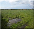 Llanrhian: pasture land after rain